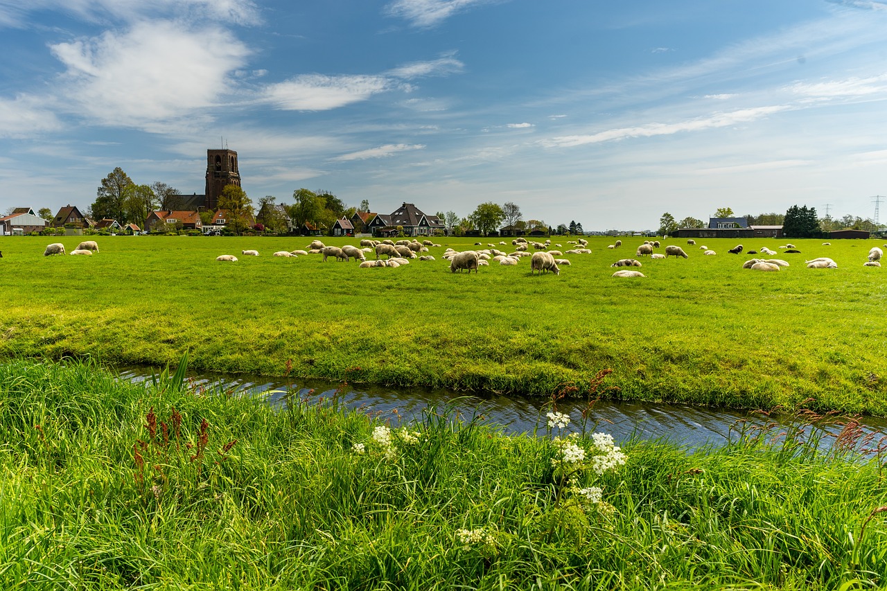 netherlands, farm, nature-4732064.jpg